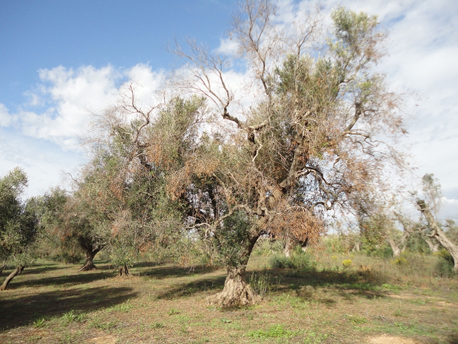 Árboles afectados por Xylella fastidiosa